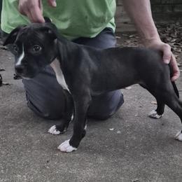 American Staffordshire Terrier Puppies from Shaner's Amstaffs