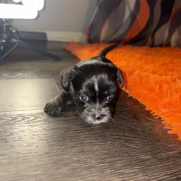 Shorkie Puppies from Sharlena Henderson