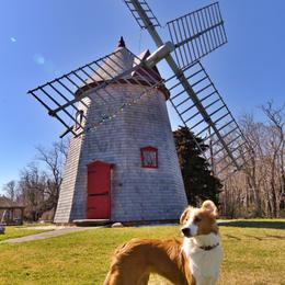 English Shepherd All Grown Up from Quixotic Shepherds
