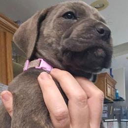 Purple Collar - Gray brindle female Cane Corso puppy in Lewistown, Montana from Corsi Amore Kennels
