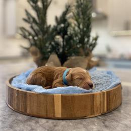 Timon - Light Blue Collar - Apricot male Goldendoodle puppy in Arlington, Washington from Anderson Goldendoodles