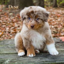 Dune - Red merle male Australian Shepherd puppy in Coldwater, Michigan from Northern Star Australian Shepherds