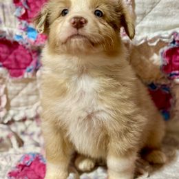 Merle male 3 - Red merle male Australian Shepherd puppy in Lemon Cove, California from Magic Ranch Mini Aussies