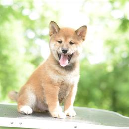Ansel -FULL AKC REGISTRATION- - Red male Shiba Inu puppy in Neosho, Missouri from Kenny Cave K9s
