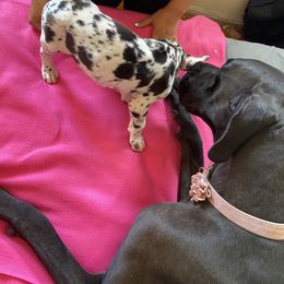 Great Dane Puppies from Stancydane AKC Great Danes
