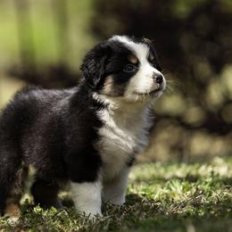 Porsche - Black tri female Miniature American Shepherd puppy in Franklinville, North Carolina from Fine Hill Miniature Americans