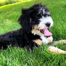 Bernedoodles and Goldendoodles from Mtn Green Doodles