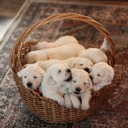 Golden Retrievers from Shawnee Goldens