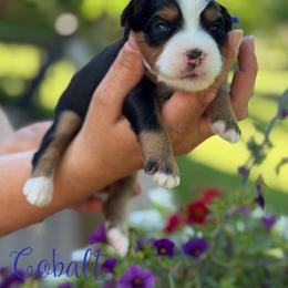 Cobalt - male Australian Mountain Doodle puppy in Henry, Illinois from Rowe Farms Doodles