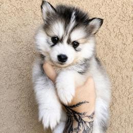 Stetson - Silver and white male Pomsky puppy in La Verne, California from Red Cedar Pomskies