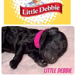 Labradoodle Puppies from Mud Puppies