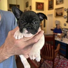 French Bulldog Puppies from Peche Mignon French Bulldogs