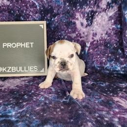 Prophet - White male Bulldog puppy in Hillsdale County, Michigan from KZ Bullies LLC