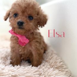 Girl 1 - female Poodle puppy in Gilbert, Arizona from My Poodle Bears