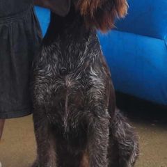 Acorn - German Wirehaired Pointer