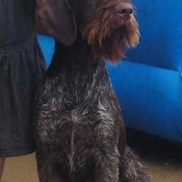 Acorn - German Wirehaired Pointer