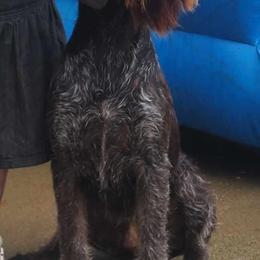 Acorn - German Wirehaired Pointer