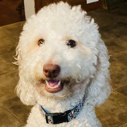 Goldendoodles and Poodles from Harris Family Doodles and Poodles