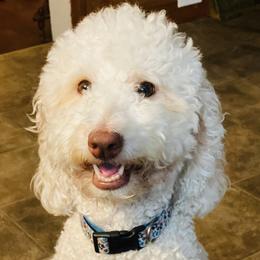 Goldendoodles and Poodles from Harris Family Doodles and Poodles