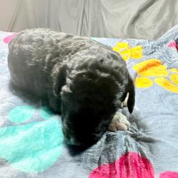 Desmond - Parti male Poodle puppy in Meadowbrook, California from Standard Poodle Pups