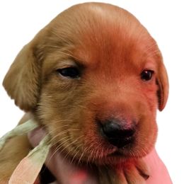 Lynelle - Yellow female Labrador Retriever puppy in Sidney, Nebraska from Nebraska Strong Labradors