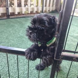 Ash Green Collar Male - Black male Miniature Schnauzer puppy in Atascadero, California from Zion Miniature Schnauzers