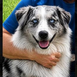 Ridge - Australian Shepherd