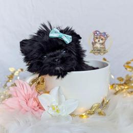 Tiny Babydoll Poppy - Black female Morkie puppy in Barren Springs, Virginia from Seeking Shalom Acres Maltese, Maltipoos & Havamalts