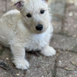 Scottish Terrier Puppies from Capstone Scottish Terriers