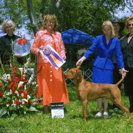 Vizsla All Grown Up from Vizslas