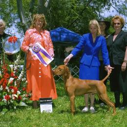Vizsla All Grown Up from Vizslas