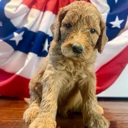 Lincoln - Apricot male Goldendoodle puppy in De Land, Florida from Rezapour Doodle Estate