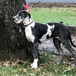 Great Dane and Miniature Schnauzer Puppies from River Valley Great Danes