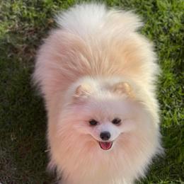 Pomskies and Siberian Huskies from Desert siberians