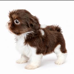 Diva Dior - Chocolate and tan female Shih Tzu puppy in Austin, Texas from Shih Tzu’s  ‘N’ Love