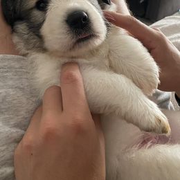 Great Pyrenees Puppies from Sugar Pine Pyrenees