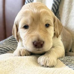 Biscuit - Cream female Labradoodle puppy in Lubbock, Texas from Lucky Labradoodles