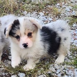 Girl 6 - Blue merle and white female American Corgi puppy in Dunbar, Nebraska from Vintage Corgis