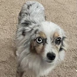 Tink - Toy Australian Shepherd