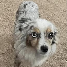 Tink - Toy Australian Shepherd