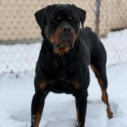 Kilo - Rottweiler