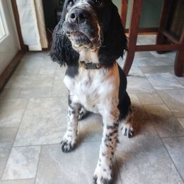 Vixen - English Springer Spaniel