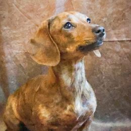Meike - Dachshund