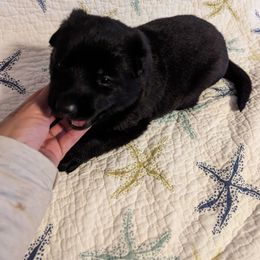 Blue - Black male German Shepherd puppy in Luna, New Mexico from Von De León German Shepherds