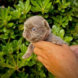 Axel - Tricolors male French Bulldog puppy in San Diego, California from Hlop Frenchies LLC