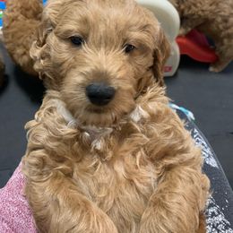 Boy 1 - Bert - Cream Goldendoodle puppy in Waterford, Pennsylvania from Ruby’s Mini Goldendoodles