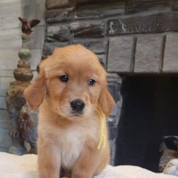 Yellow girl - Golden female Golden Retriever puppy in Howell, Michigan from Robbin's Treasures