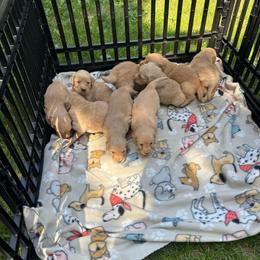 3rd pick male - Golden male Golden Retriever puppy in Monticello, Iowa from Ashley’s Puppies