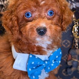 Mark - Red male Cavapoo puppy in Cooper City, Florida from Jenny La Bone