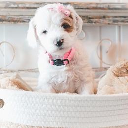 Bernedoodle and Goldendoodle Puppies from Hommel’s Mini Darling Doodles